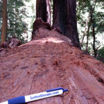 LetterStream Pen at the Redwood Forest